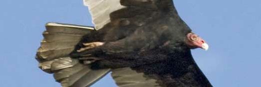 Andy Mellilo banner