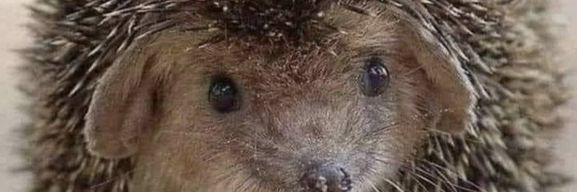 pepesoto96's profile banner image