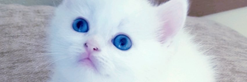Sebaris_one's profile banner image