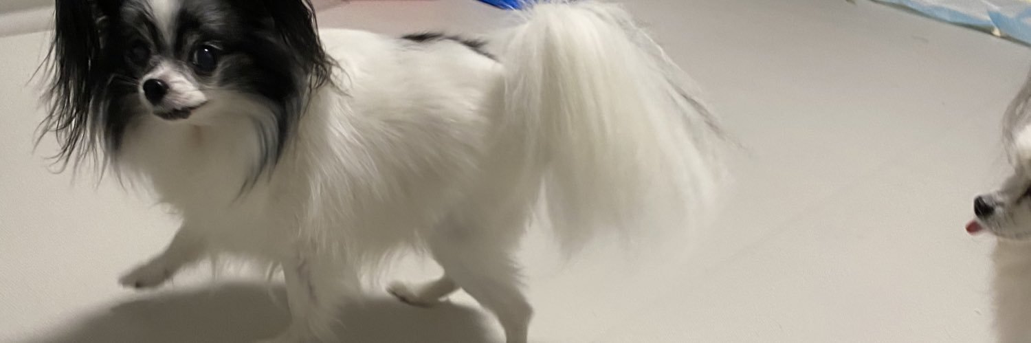 ろけっとはなまる banner