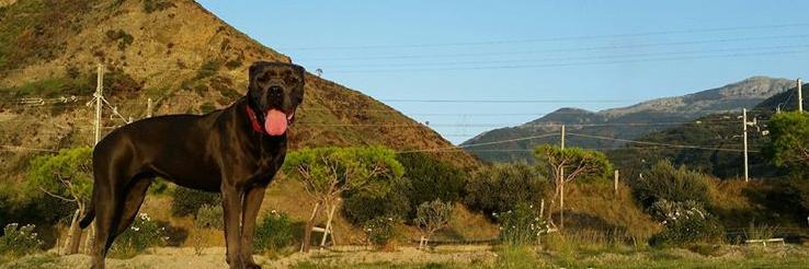 Giuseppe Chiappetta banner