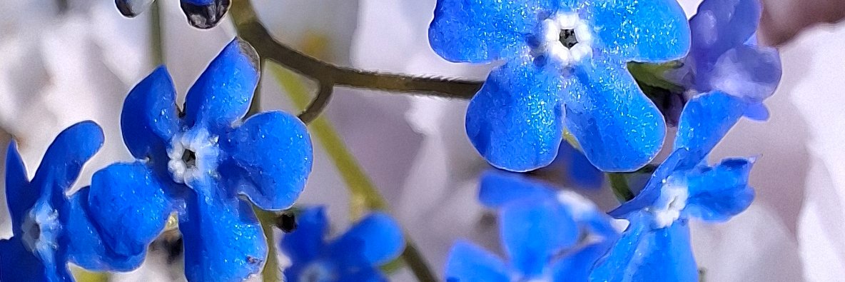 Nicoline_KN_'s profile banner image