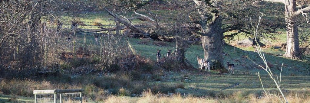 SophieChester-Master banner