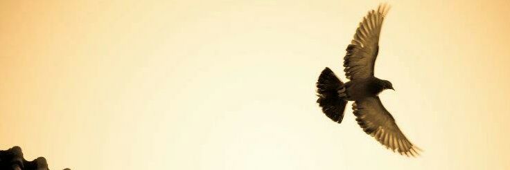 postbox611's profile banner image