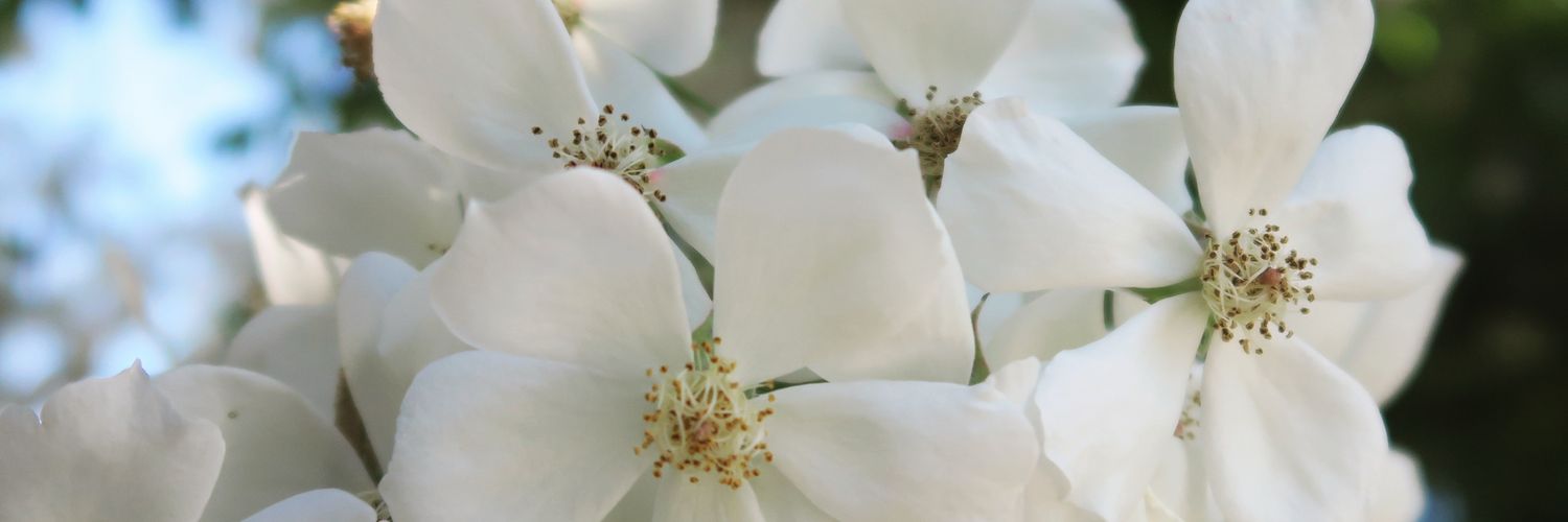 Bluecentauree's profile banner image