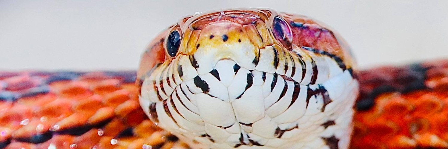SnakeSnap's profile banner image