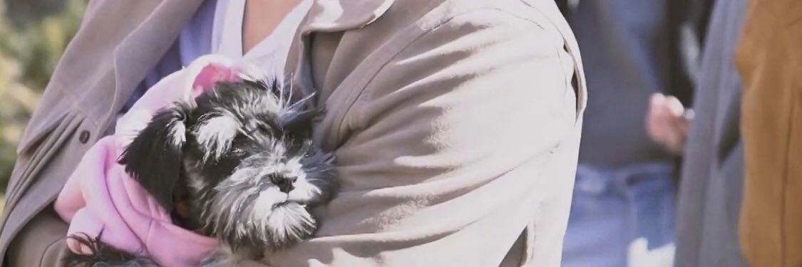 คาโรลีน banner