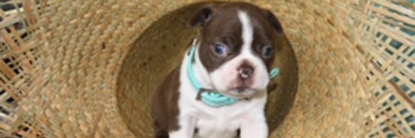 mysteahag Profile Banner