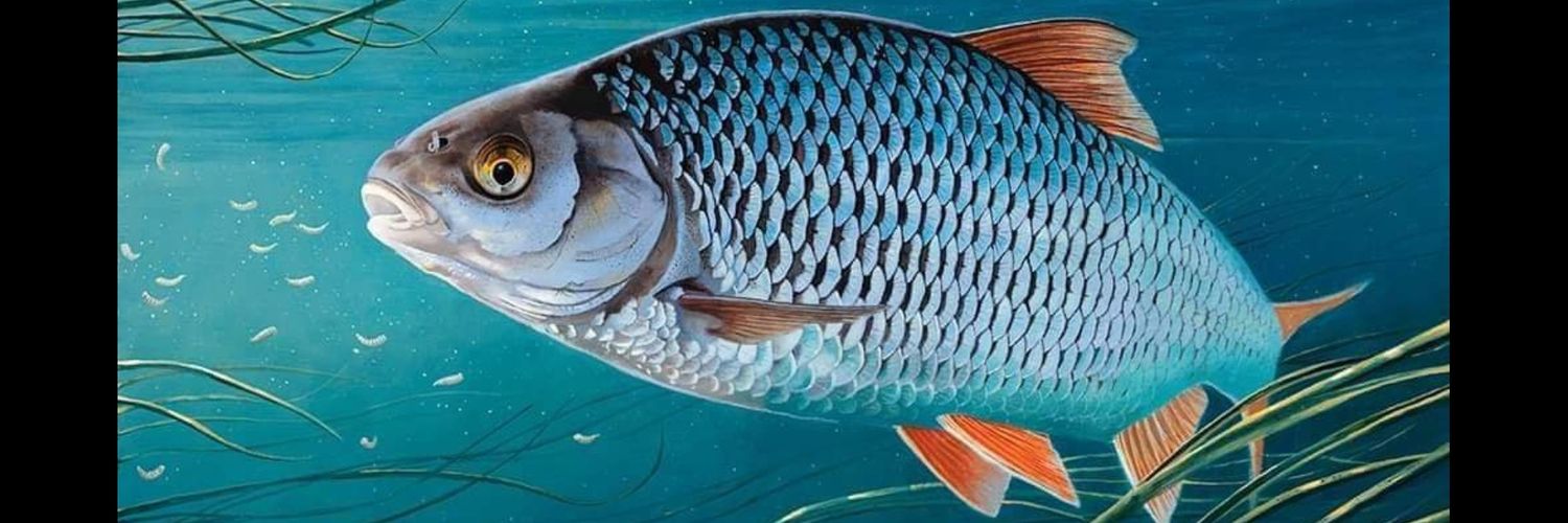troutcatcher14's profile banner image
