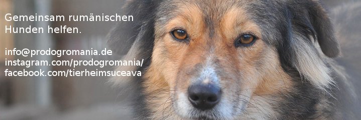 ProDogRomania banner