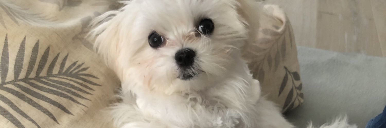 chisyamo's profile banner image