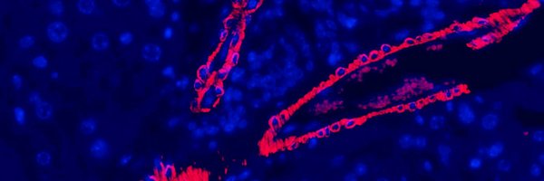 BerazaLab Profile Banner