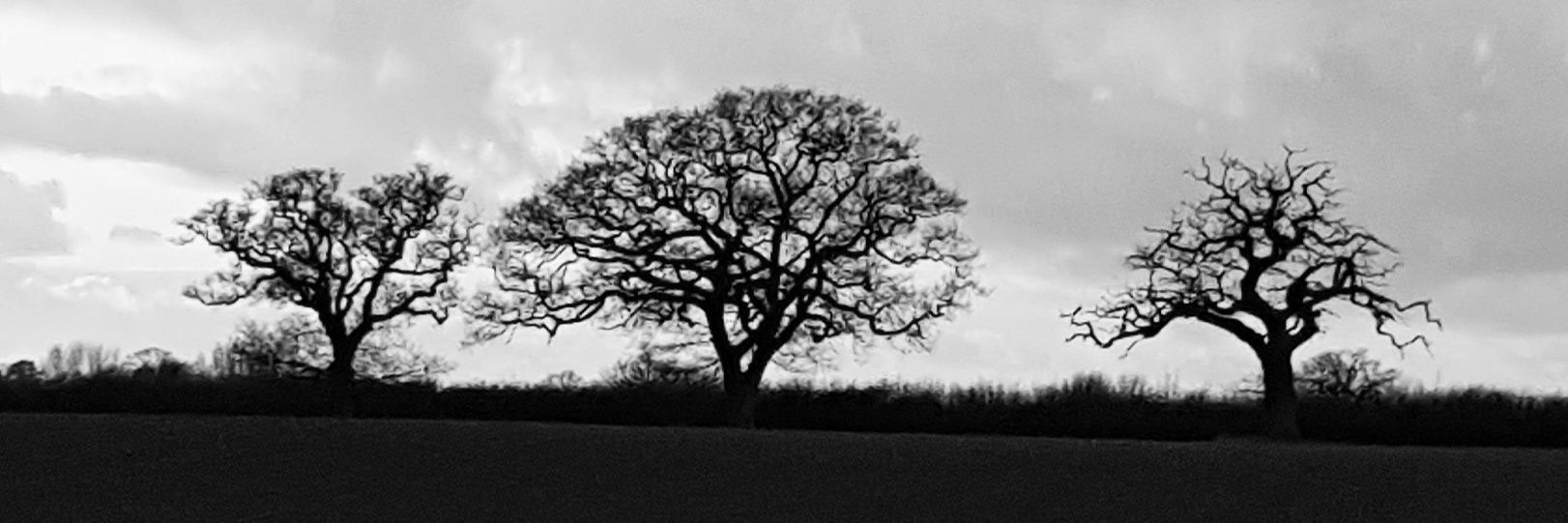 TedwoodCraft's profile banner image