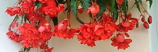 Maria Wawrzynek banner