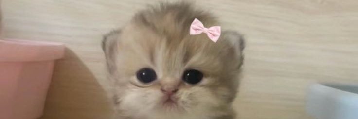tugbaour's profile banner image