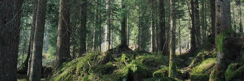 hevistunpollo's profile banner image