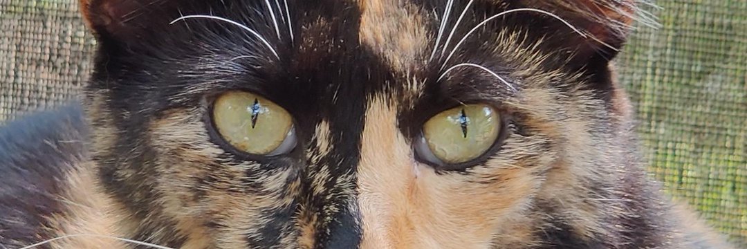 Todd Lambrecht banner