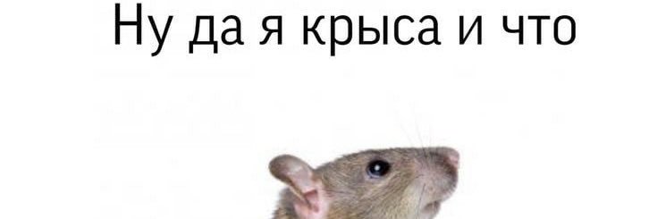 🐁крыса🐁 banner
