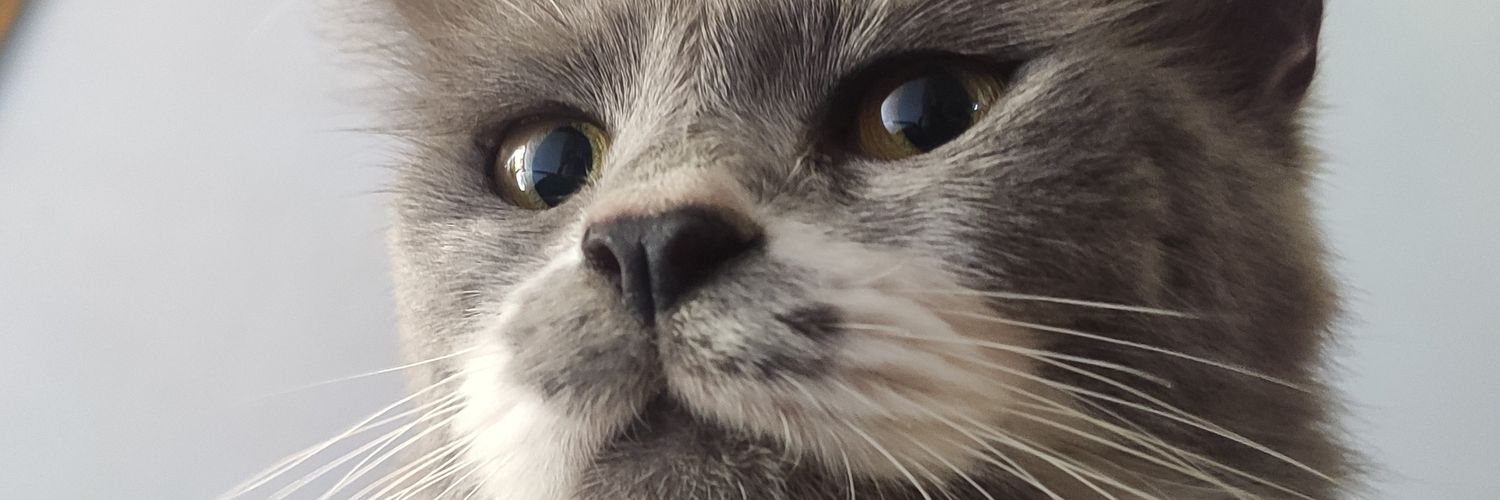 rez_whisper's profile banner image