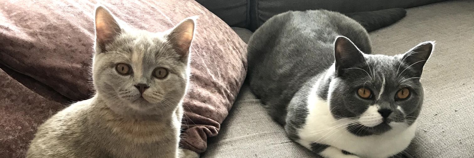 Sarah Hopkinson banner