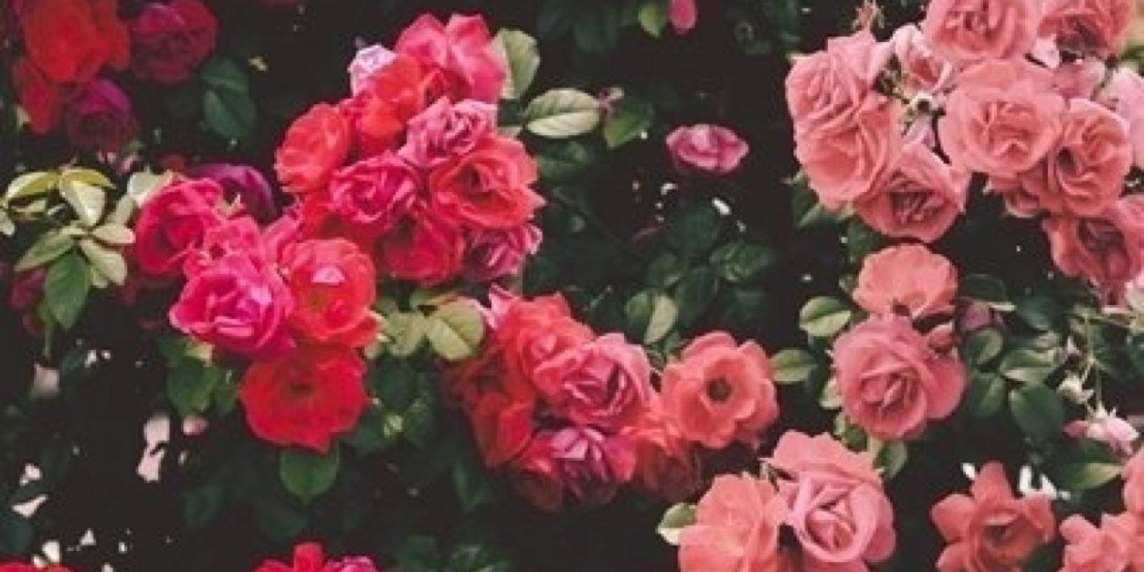 AndreCarolina's profile banner image