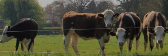 tarrant_beef's profile banner image