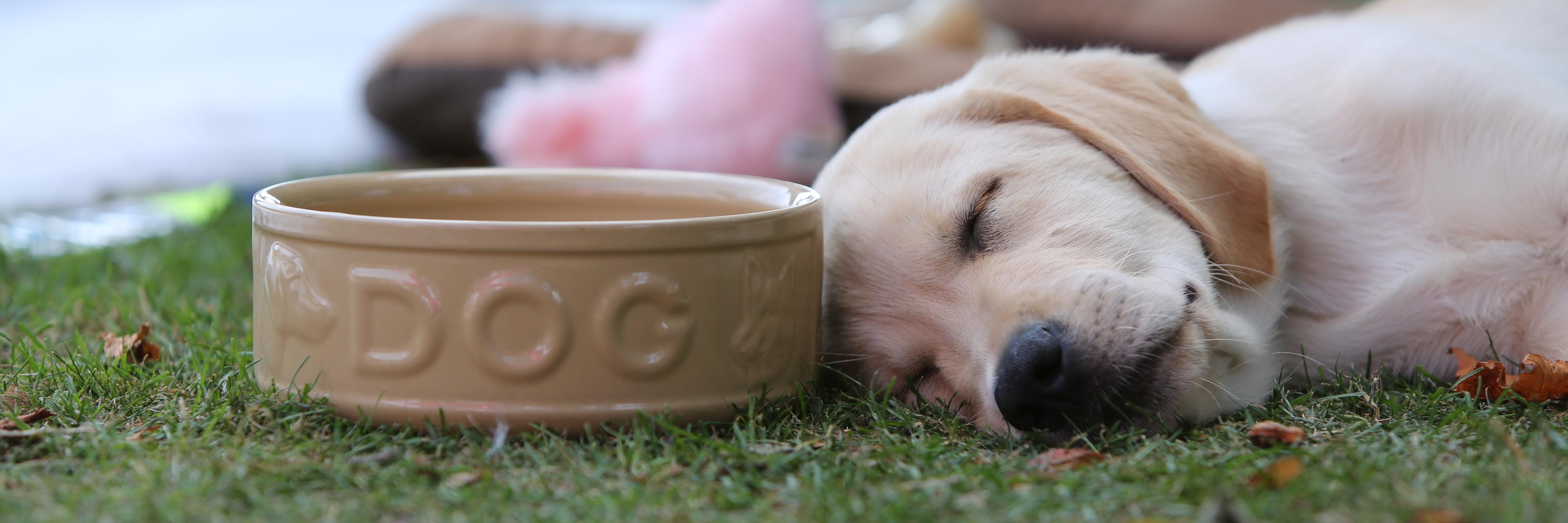SandholeVets's profile banner image