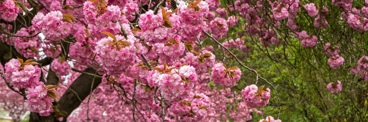 nadezhda_ivera's profile banner image