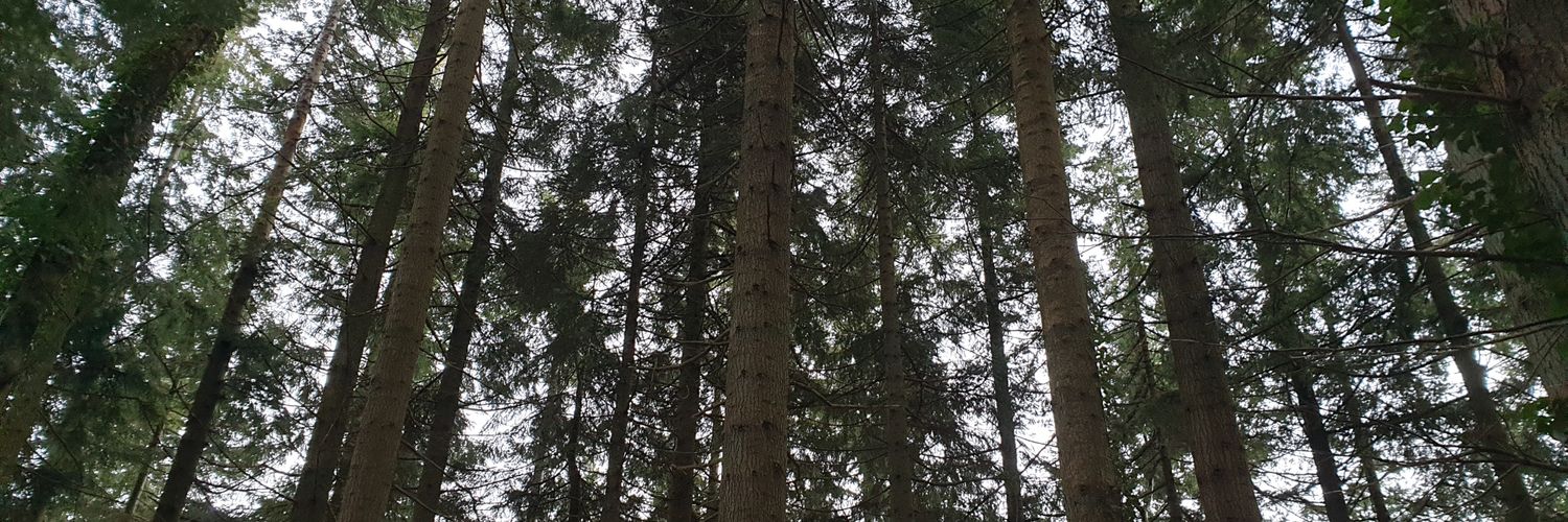 Nessa Johnston banner