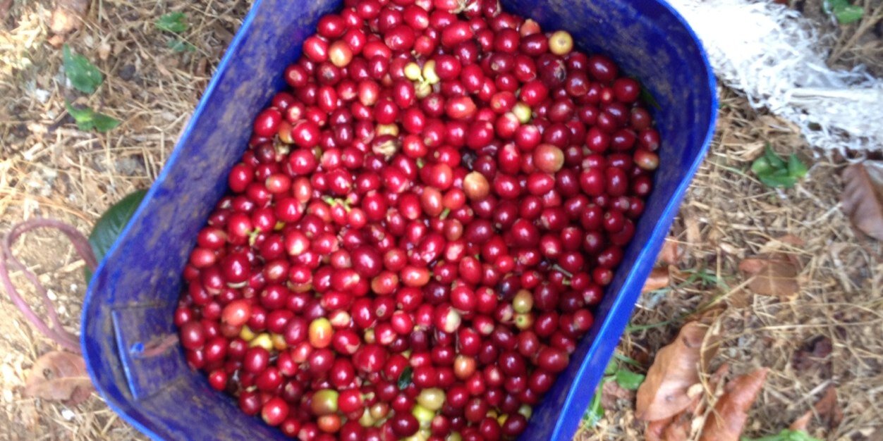 Commonwealth Coffee banner