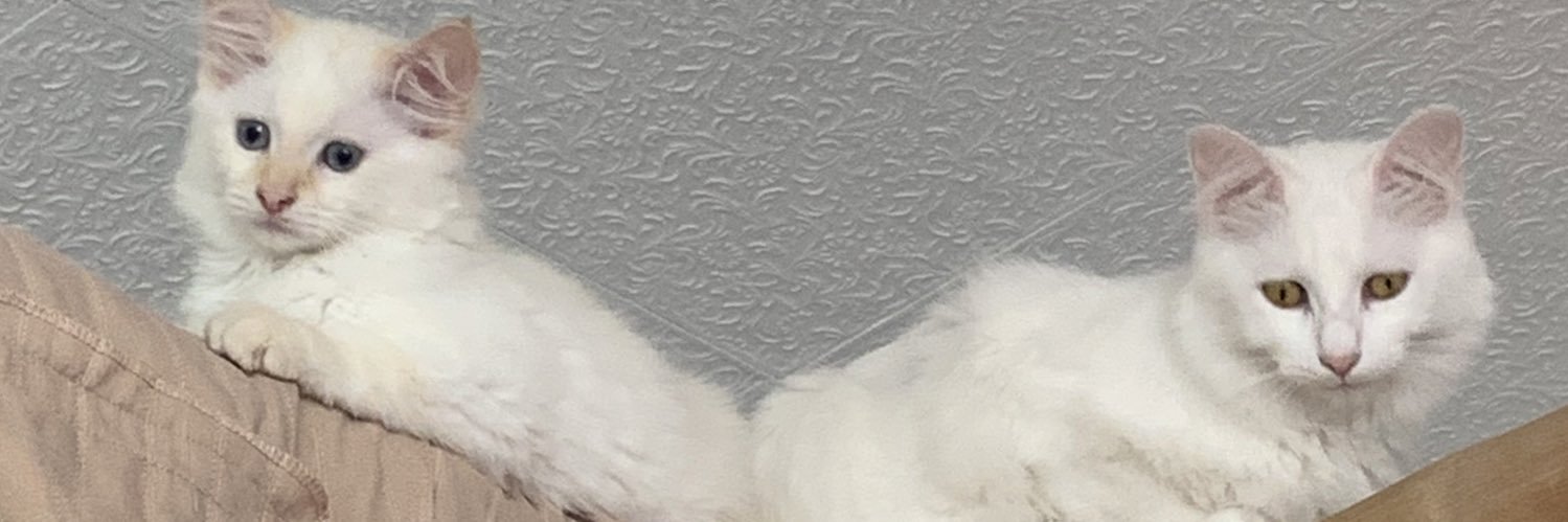 _Moma__'s profile banner image