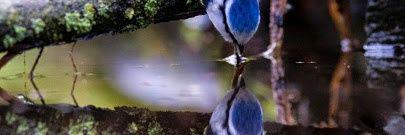 benjas banner