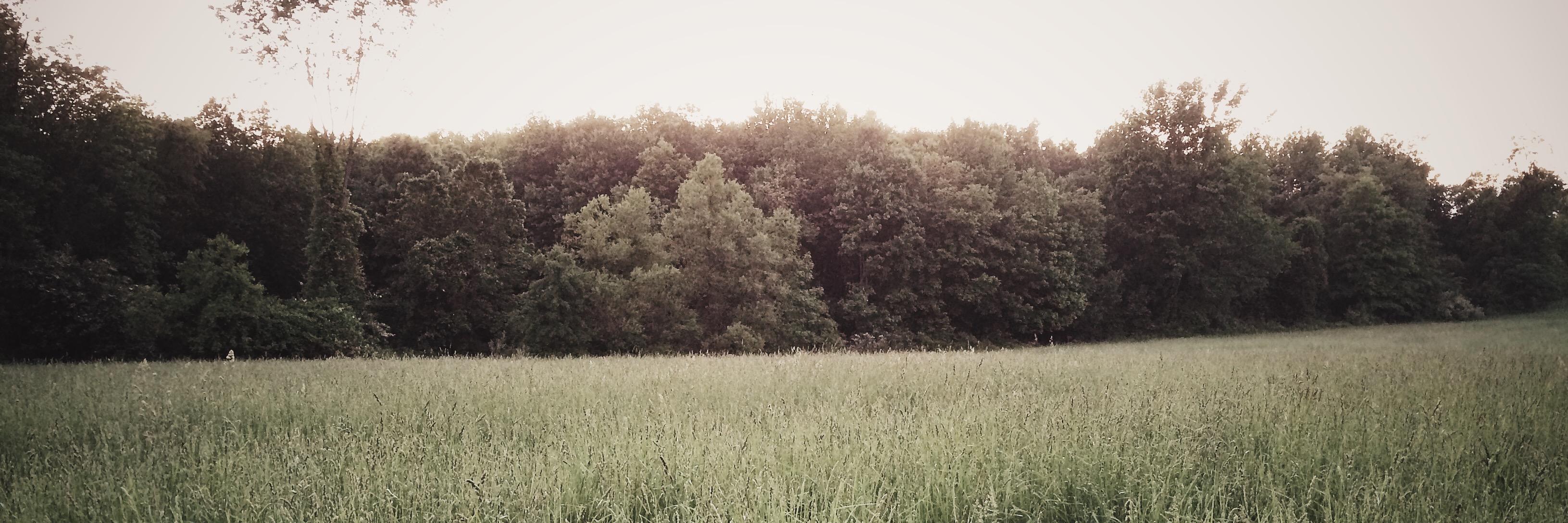 mcglinch's profile banner image