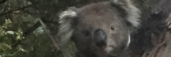SniffaNick's profile banner image