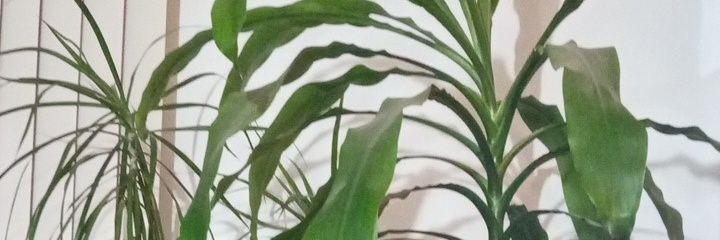 antmarc2's profile banner image