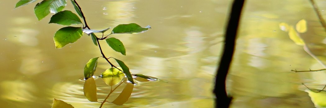 Kevin Doherty banner