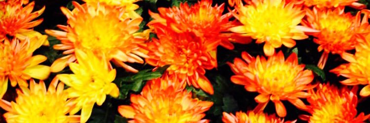 kellirocco's profile banner image