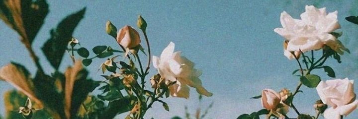 desiree__lemos's profile banner image