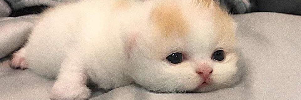 ⚡ banner