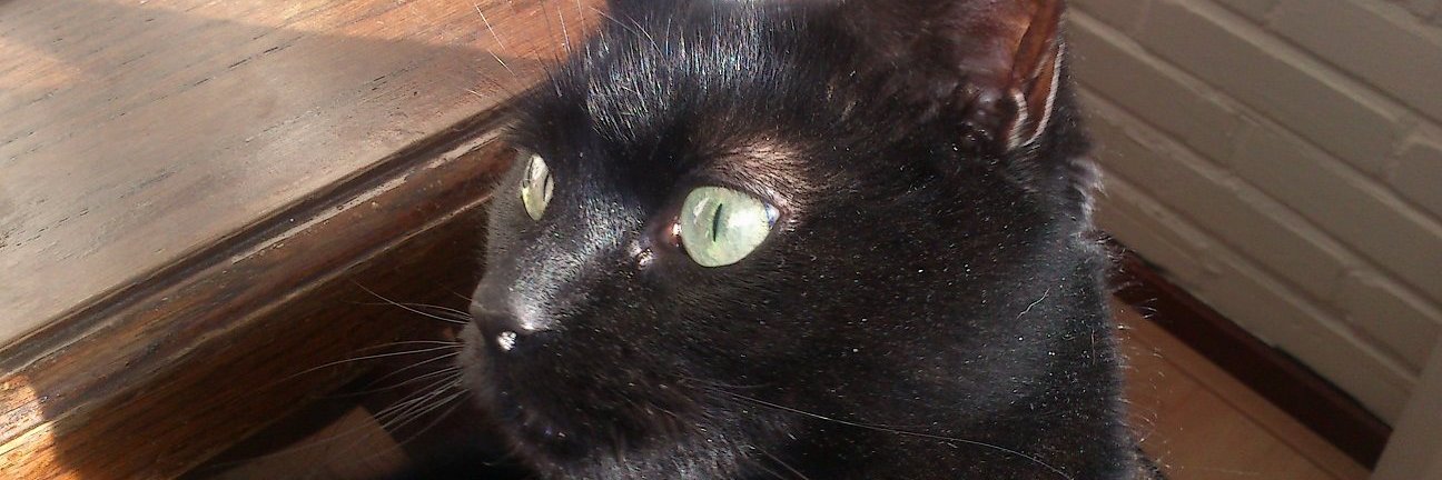 Legal Alien. 🇷🇺 🇮🇱 🏴󠁧󠁢󠁥󠁮󠁧󠁿 banner