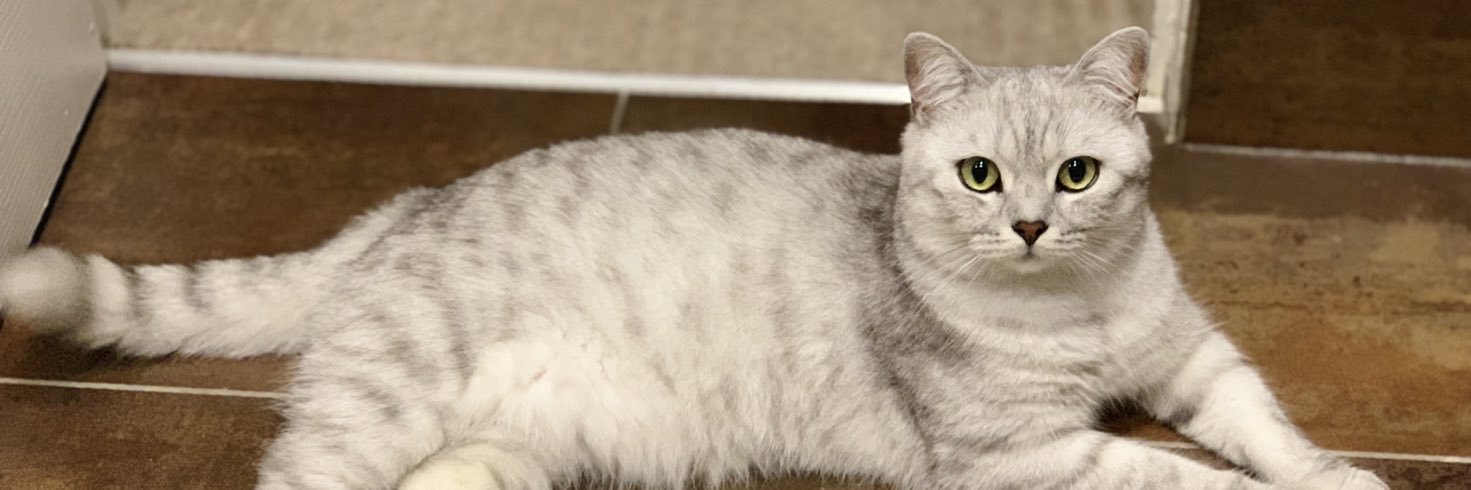 Dax Cat #ambassacat banner