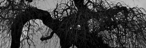 IvanMyops's profile banner image