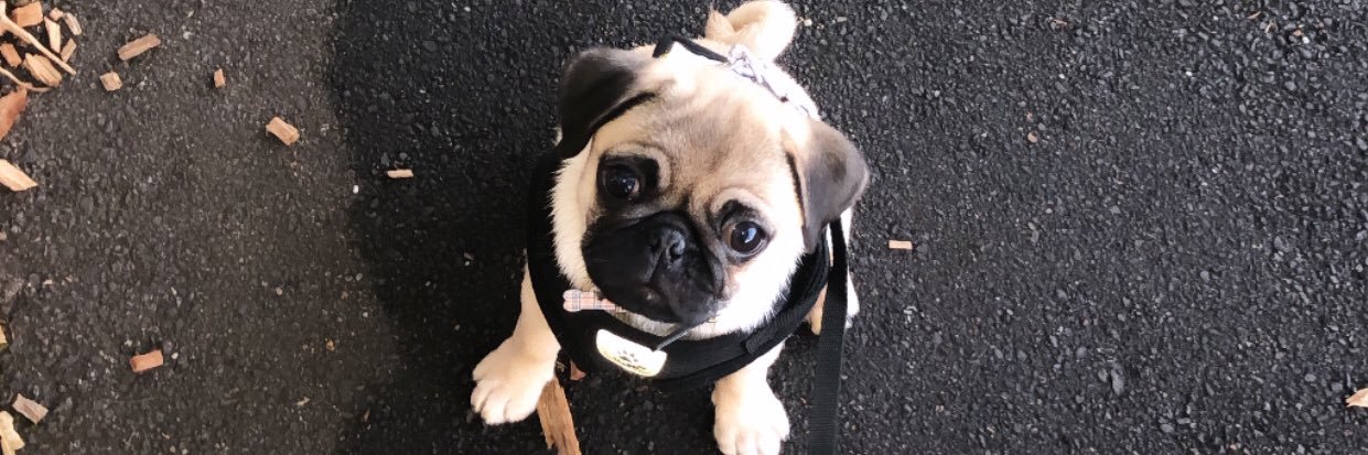 Stephanie Hogg banner