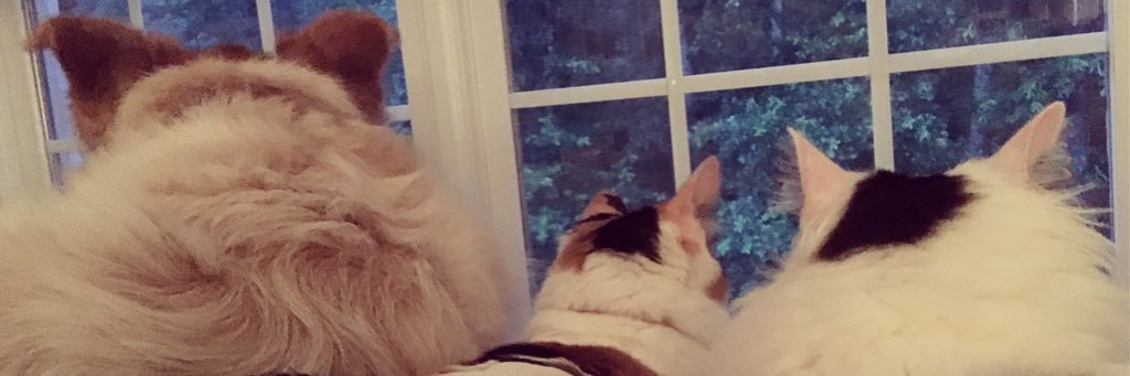becca41481's profile banner image
