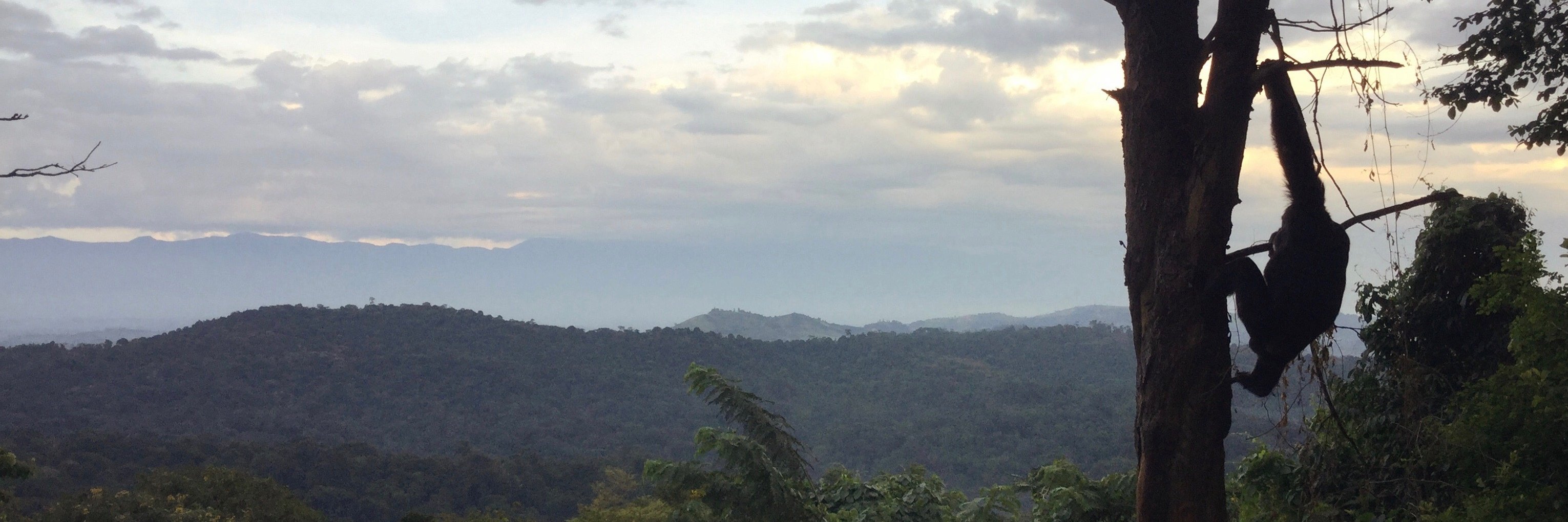 Stephanie Fox banner