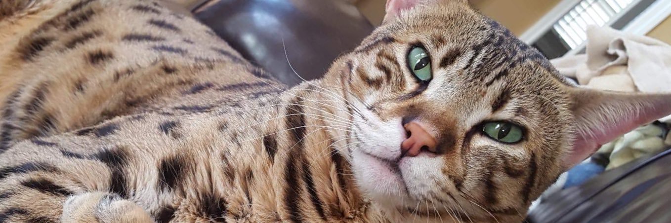 MaxTCat1's profile banner image