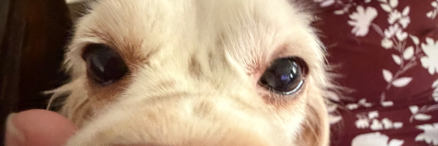 Larengitus's profile banner image
