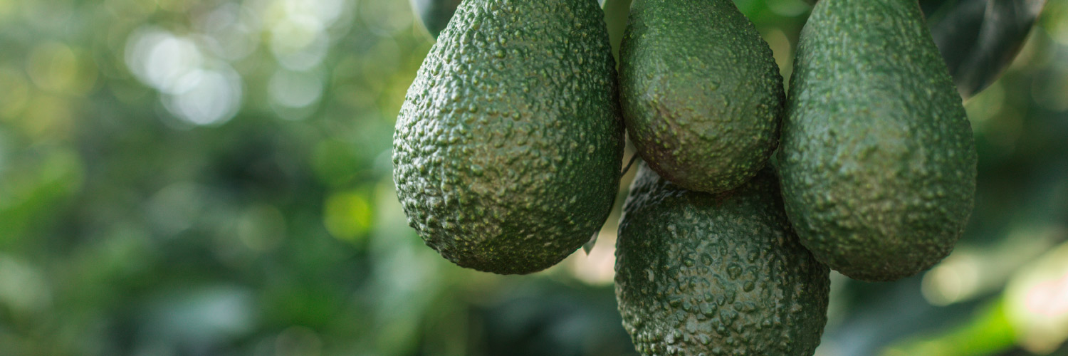 California Avocados banner