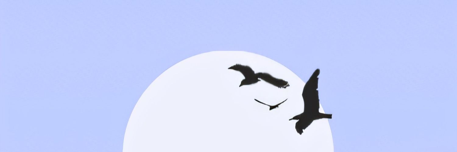 irinaevi's profile banner image