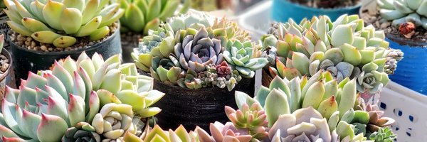 snowtree875 Profile Banner